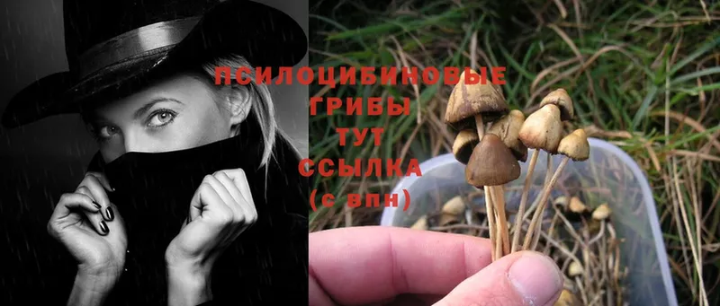 ОМГ ОМГ ССЫЛКА  Беломорск  Галлюциногенные грибы Cubensis 